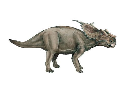 Achelousaurus