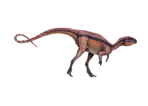 Agilisaurus