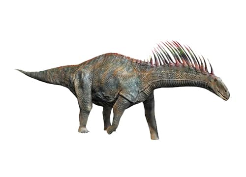 Amargasaurus