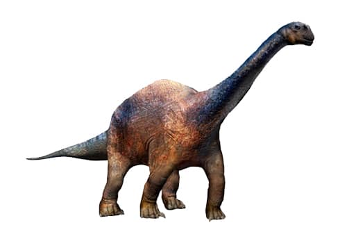 Amygdalodon