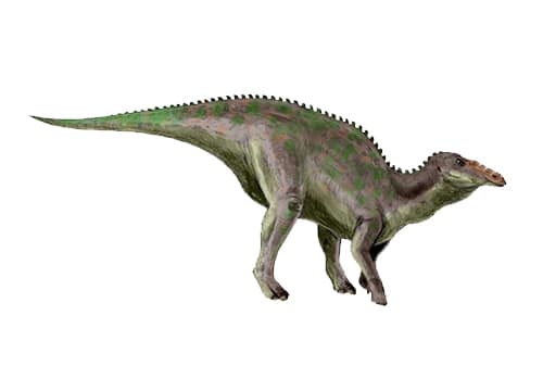 Anatotitan