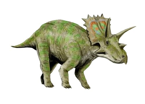 Anchiceratops