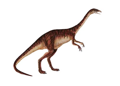 Anchisaurus