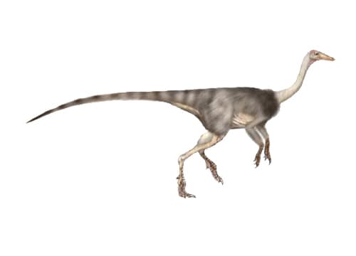 Anserimimus