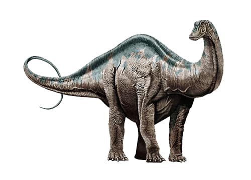 Apatosaurus