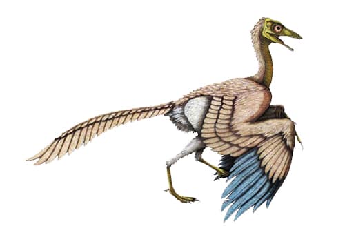 Archaeopteryx