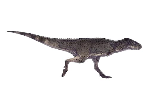 Aucasaurus