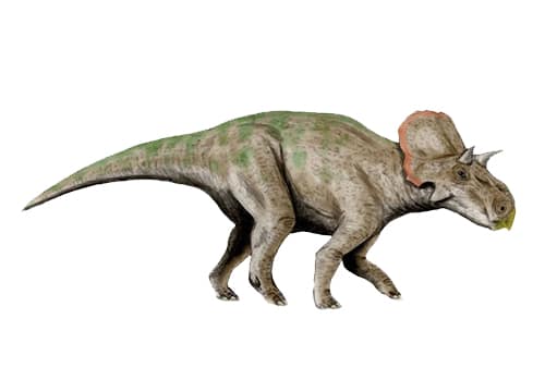 Avaceratops