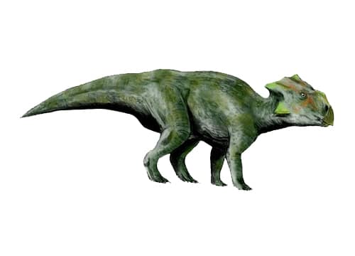 Bagaceratops