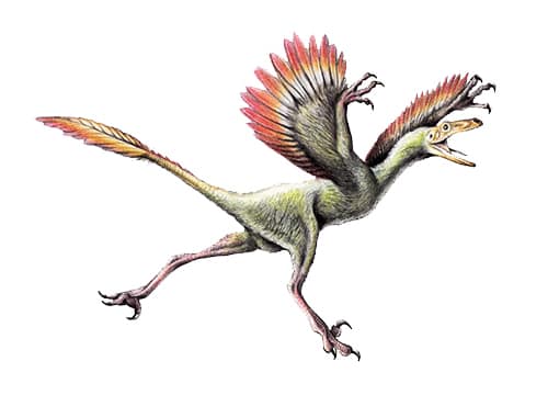 Bambiraptor