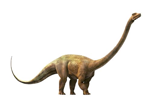 Barosaurus