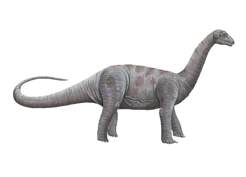 Bellusaurus