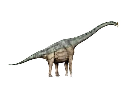 Brachiosaurus