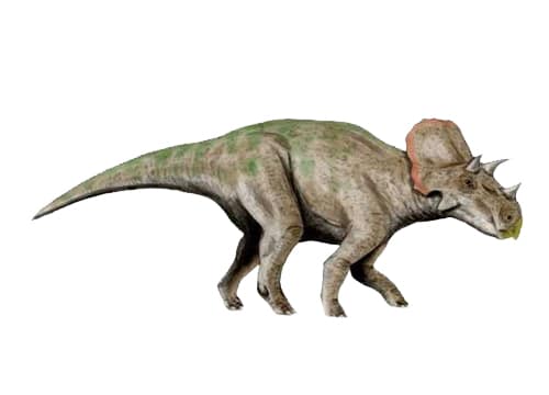 Brachyceratops