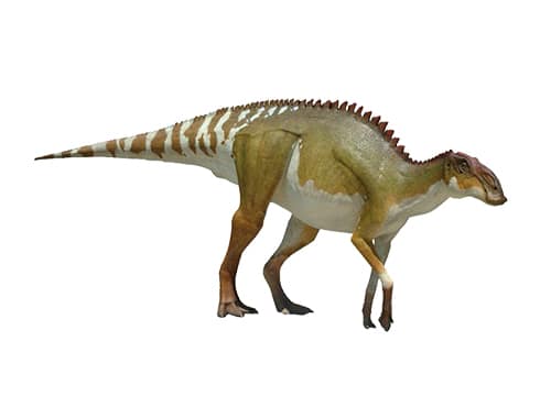 Brachylophosaurus