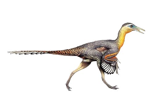 Buitreraptor