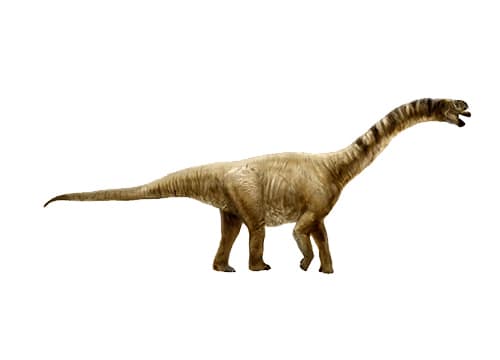 Camarasaurus