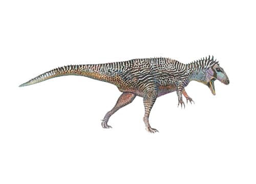 Carcharodontosaurus