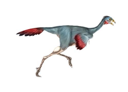 Caudipteryx