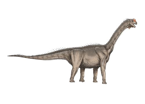 Cetiosauriscus