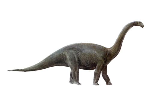 Cetiosaurus