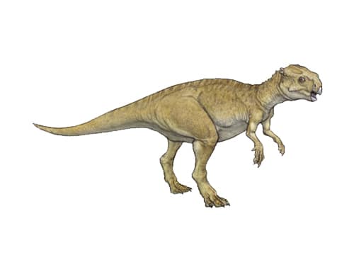 Chaoyangsaurus