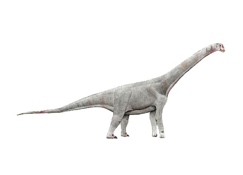 Chubutisaurus