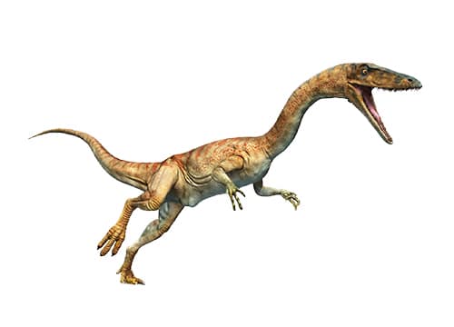 Coelophysis