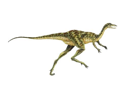 Coelurus