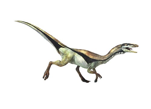 Compsognathus