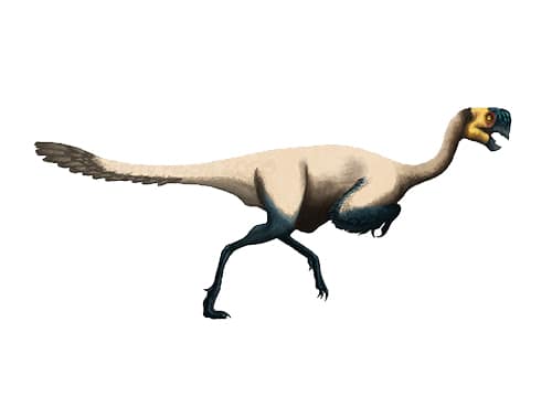 Conchoraptor