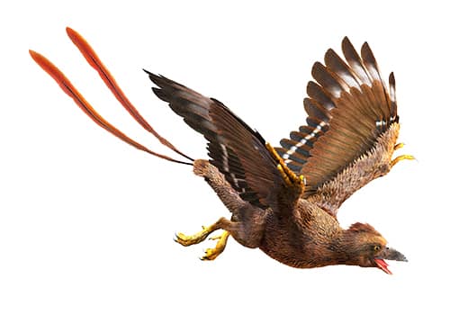 Confuciusornis