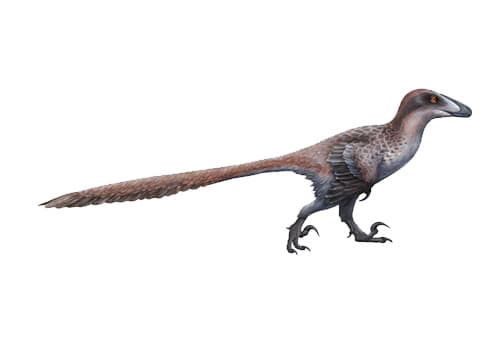 Deinonychus