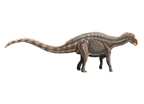 Dicraeosaurus