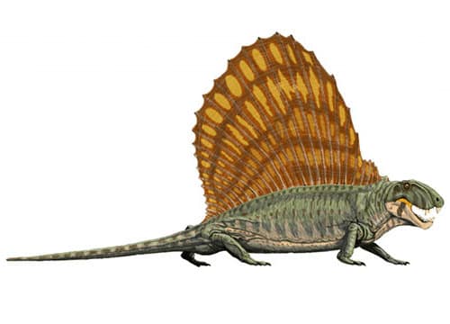 Dimetrodon