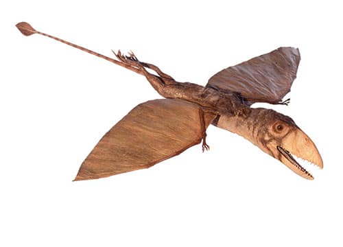 Dimorphodon