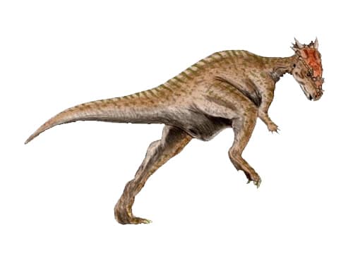 Dracorex