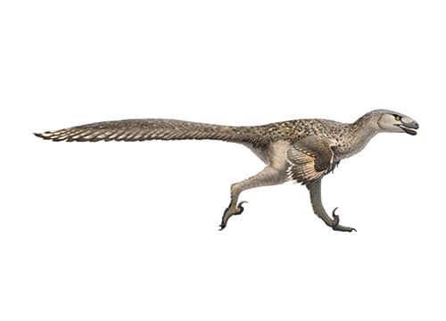 Dromaeosaurus