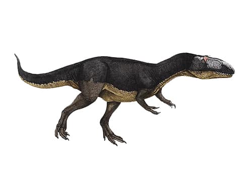 Dubreuillosaurus