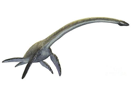 Elasmosaurus