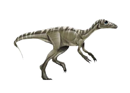 Eoraptor