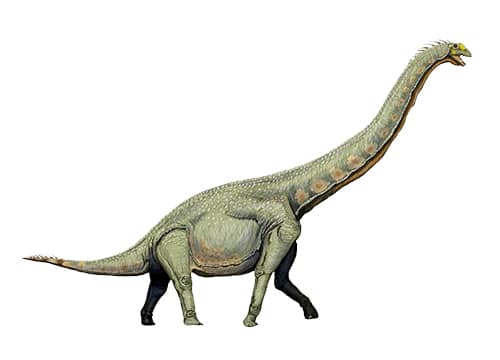 Euhelopus