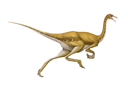 Gallimimus