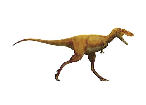 Gorgosaurus