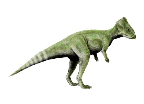 Graciliceratops