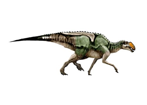 Gryposaurus