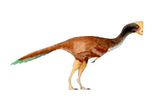 Hagryphus