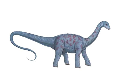 Haplocanthosaurus