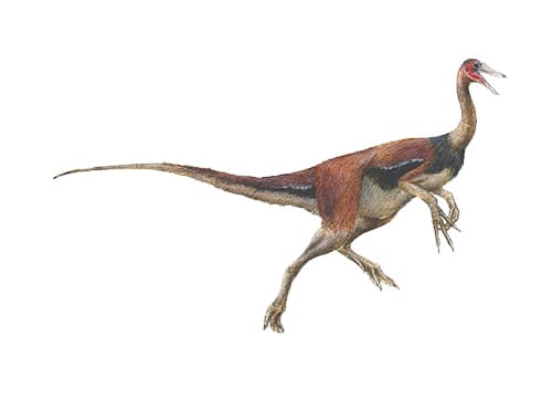 Harpymimus