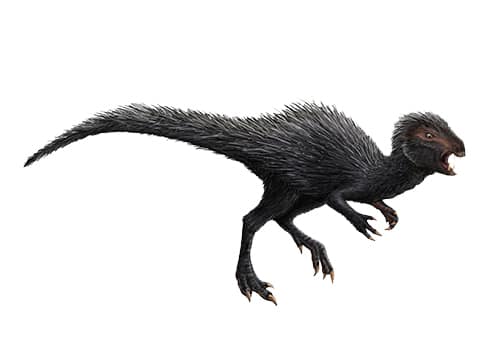 Heterodontosaurus